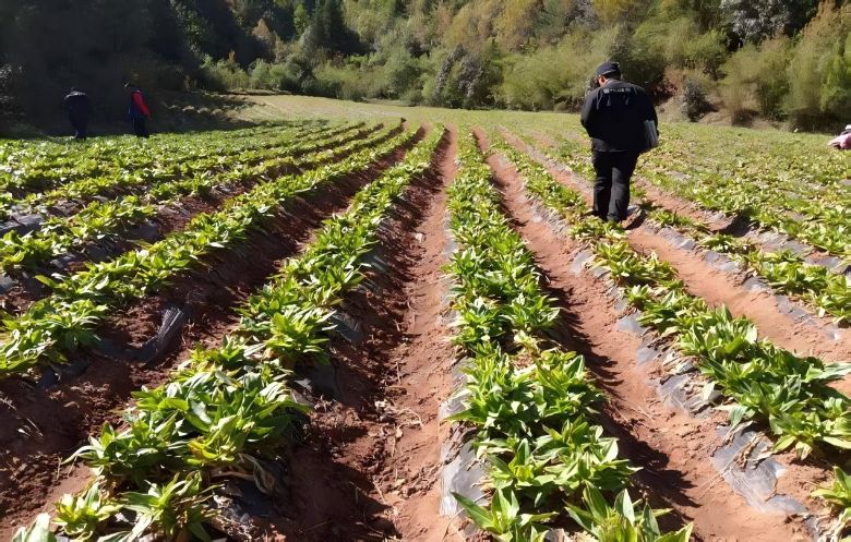 ϲѧӡ硱  һһƷжӽвҩҵ