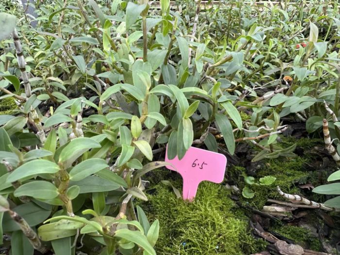 ̽ɲ ϲơũŶӽկУʵҩļֵѰͳҽҩִ֮·