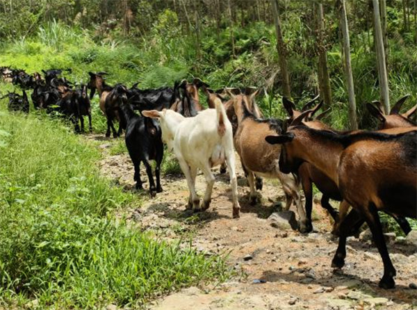 ഺǡɽ򣺹ΪԶע롰򡱹