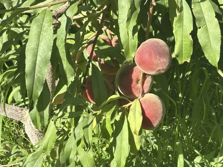 ľѧ죬Ȫءʵ|ҰΪֽΪʣഺͼ