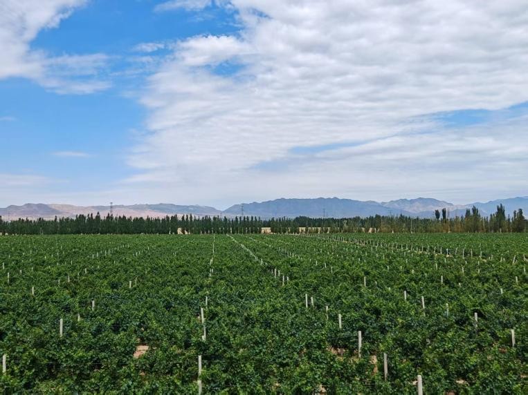 ѧѰζ֯ϸ;ʵȵѾƲҵչ